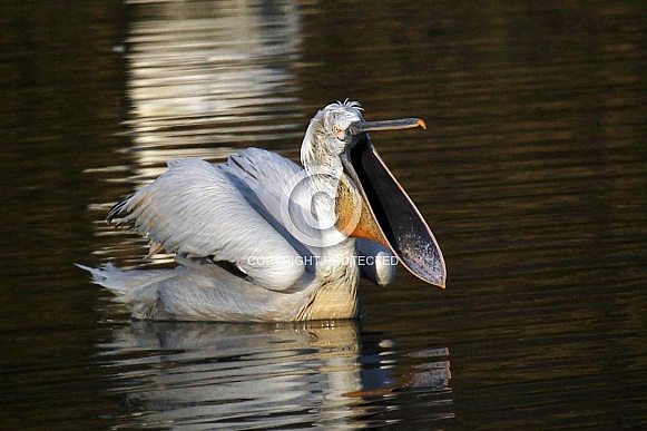 Dalmatian Pelican Dalmatian Pelican