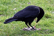 black crow