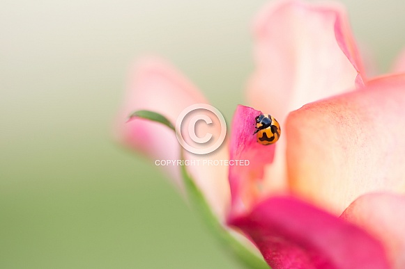 Transverse ladybird on rose.