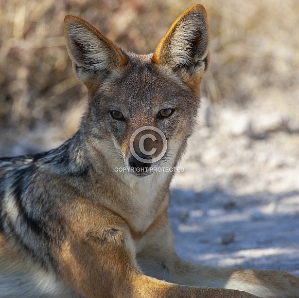 Black Backed Jackal - Namibia Black Backed Jackal - Namibia