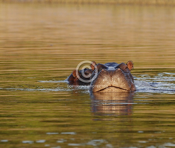 Hippopotamus Hippopotamus