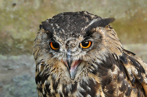 EUrasian Eagle Owl