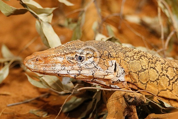 Perentie Monitor Lizard