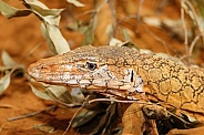 Perentie Monitor Lizard