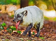 Arctic fox showing tongue