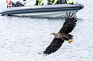 White tailed eagle or European Eagle