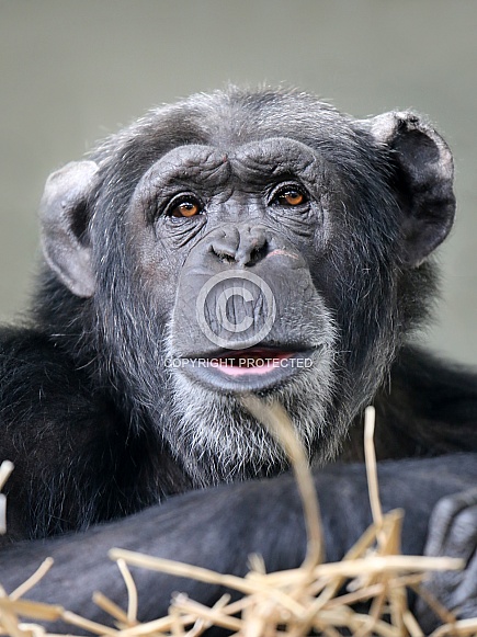 Chimpanzee (Pan troglodytes)