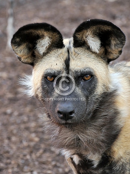African Wild Dog African Wild Dog