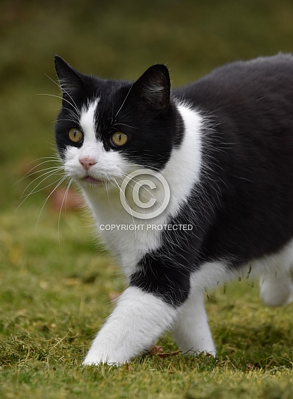 Tuxedo Cat Tuxedo Cat