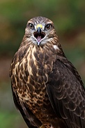 Common Buzzard