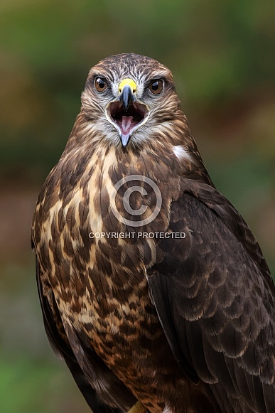 Common Buzzard
