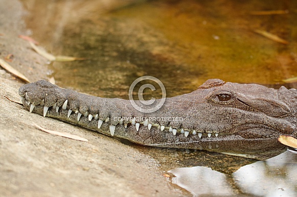 Freshwater Crocodile