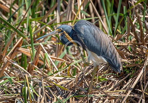 Tricolored Heron Tricolored Heron