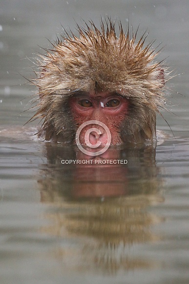 Snow monkey in hot spring