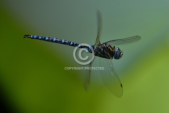 Blue Dragonfly Blue Dragonfly