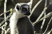 Ring Tailed Lemur Close Up