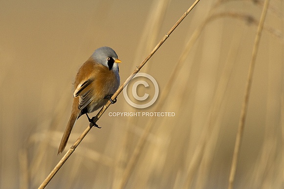 The bearded reedling (Panurus biarmicus) The bearded reedling (Panurus biarmicus)