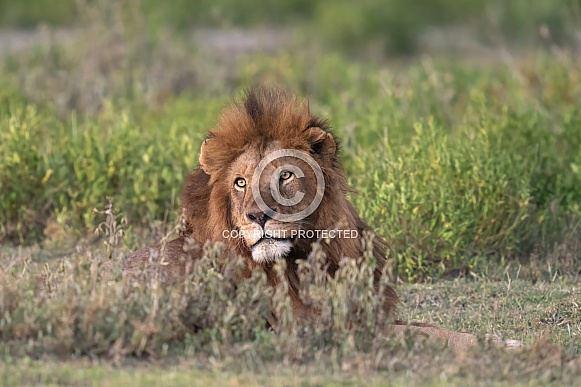 Male lion at sunrise