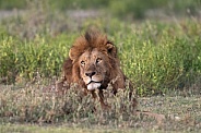 Male lion at sunrise