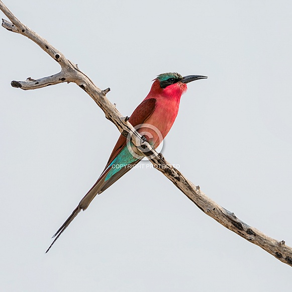 Southern Carmine Bee-eater