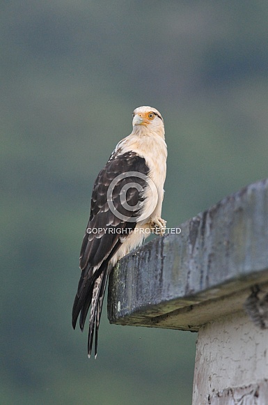 Yellow-headed Caracara Yellow-headed Caracara