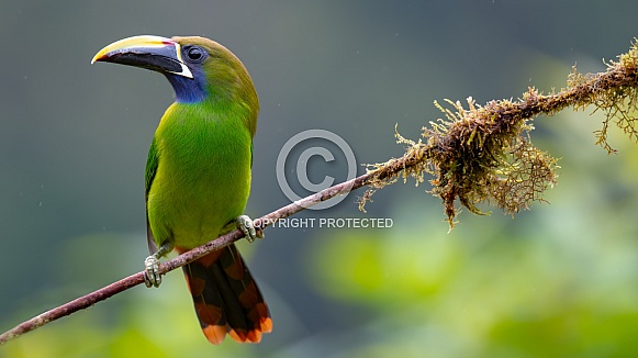 Emerald toucanet