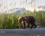 Bear cub with a piece of green vegetation in his mouth
