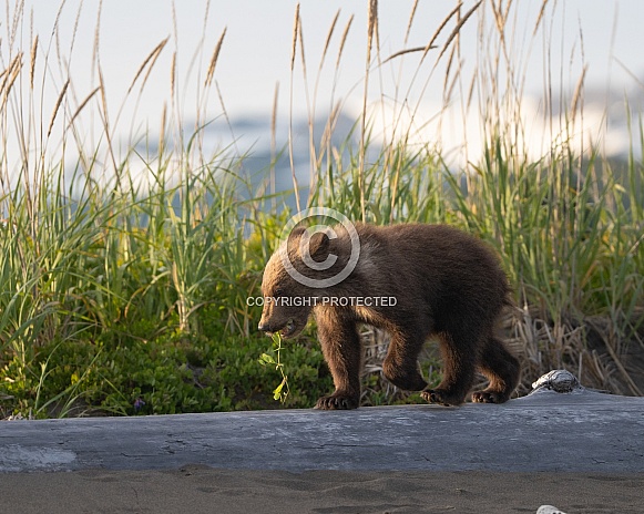 Bear cub with a piece of green vegetation in his mouth