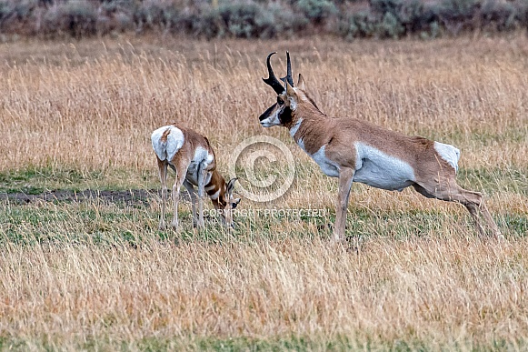 Pronghorn Pair