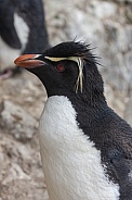 Southern Rockhopper Penguin - Falkland Islands