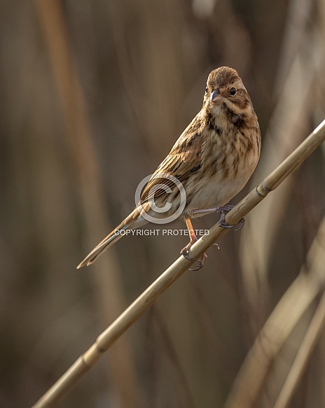 Reed Bunting (female) Reed Bunting (female)