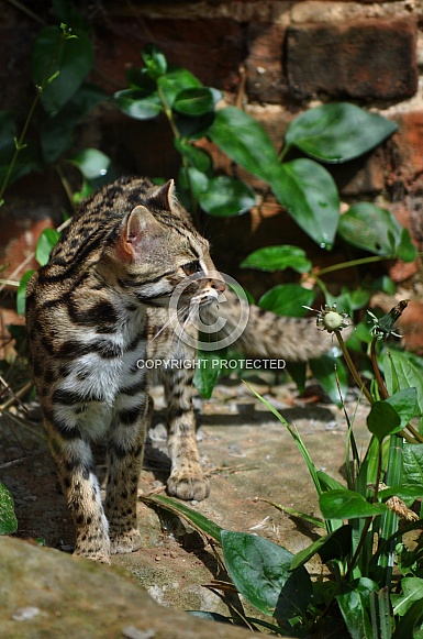 Leopard Cat (Prionailurus bengalensis)