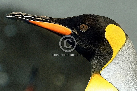 King Penguin King Penguin