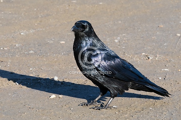 Common Raven in Denali National Park