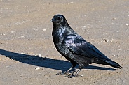 Common Raven in Denali National Park