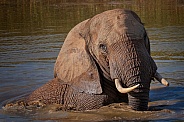 Elephant Spa Bath