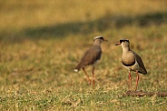 Crowned plover.