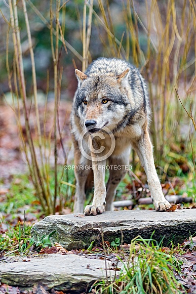 Grey Wolf Grey Wolf
