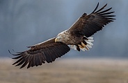 White tailed eagle or European Eagle