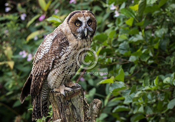Hybrid Owl Species Full Body On Tree Stump Hybrid Owl Species Full Body On Tree Stump