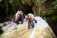 Two bear cubs playing