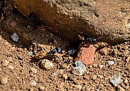 Balbyter Ants
