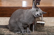Grey cat