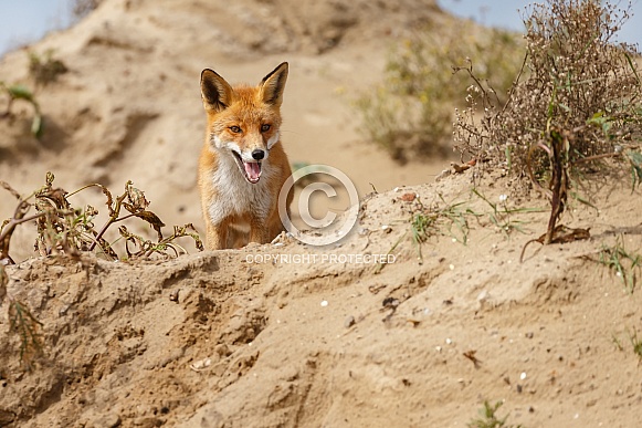 Red fox