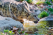 Snow Leopard