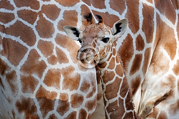 Reticulated giraffe (Giraffa reticulata) Reticulated giraffe (Giraffa reticulata)