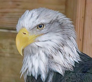 Bald Eagle Head