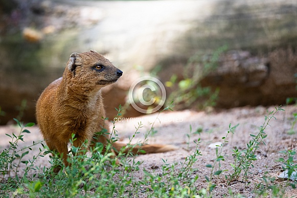 yellow mongoose yellow mongoose