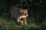 Lioness with a new cub in the grass