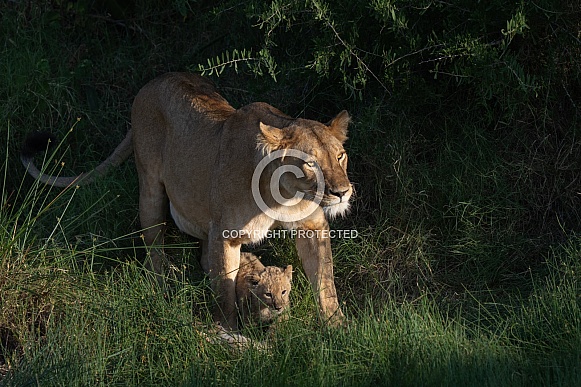 Lioness with a new cub in the grass Lioness with a new cub in the grass